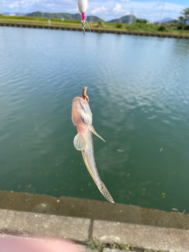 マハゼの釣果