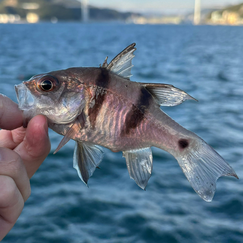 ヨコスジイシモチの釣果