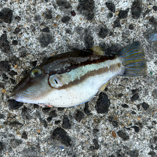 キタマクラの釣果