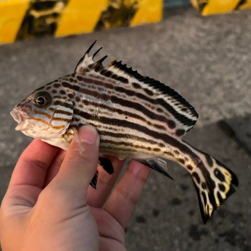 コロダイの釣果