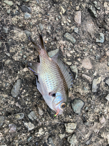 スズメダイの釣果