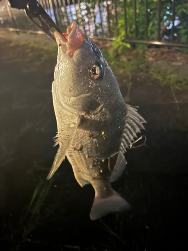 ホシミゾイサキの釣果