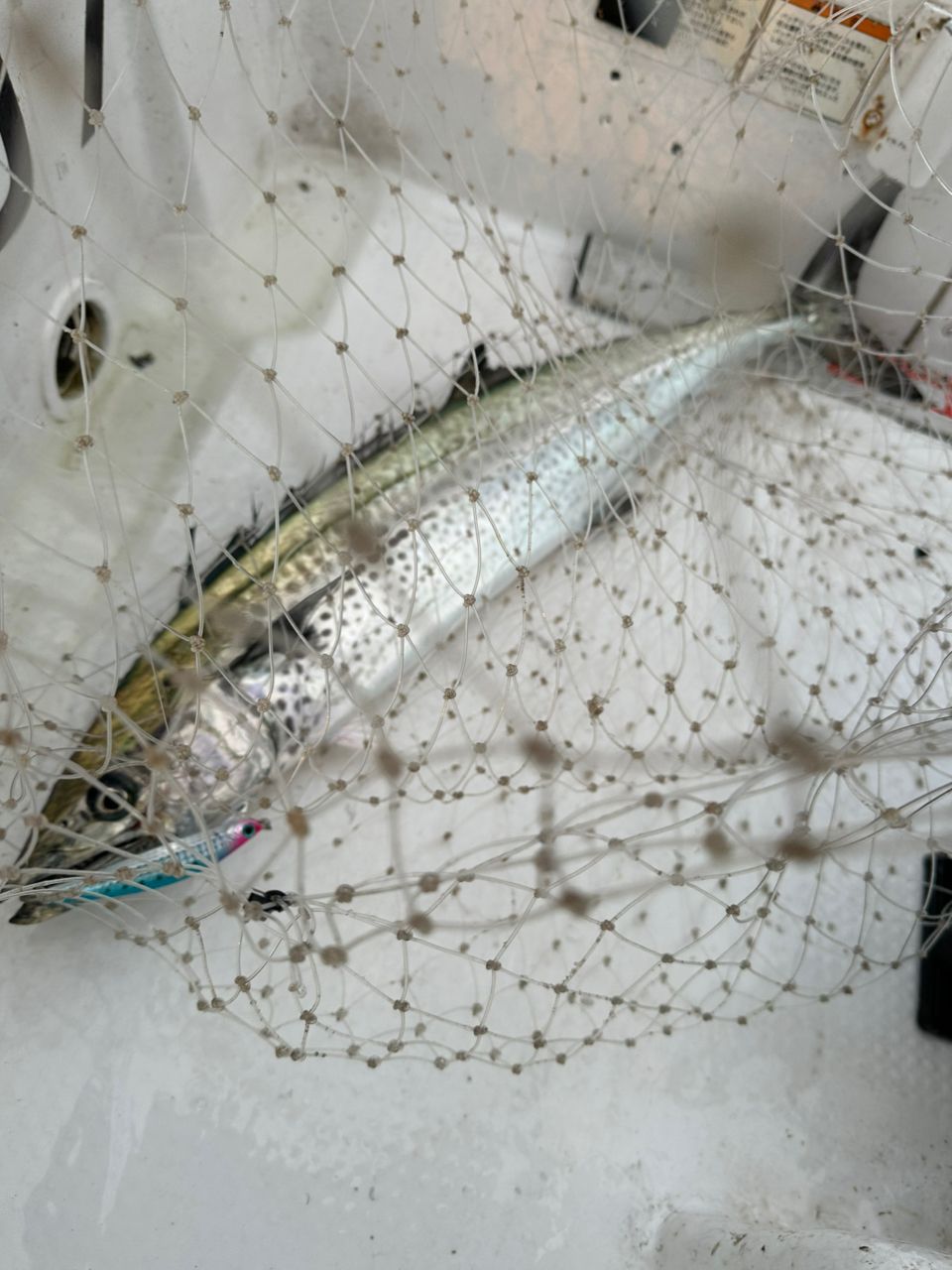 Ryo Kさんの釣果 2枚目の画像