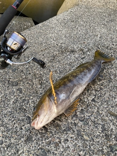 アブラコの釣果