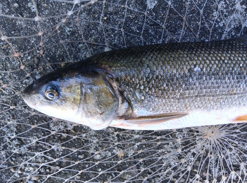 ニゴイの釣果