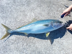 ブリの釣果