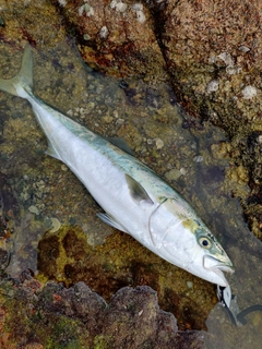 ブリの釣果