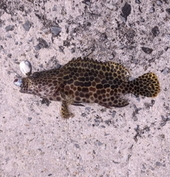 カンモンハタの釣果