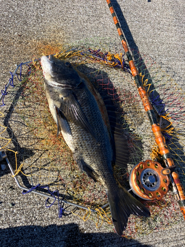 クロダイの釣果