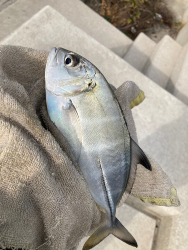 カイワリの釣果