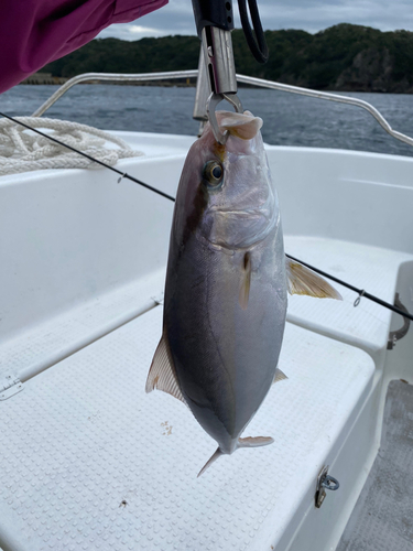 カンパチの釣果