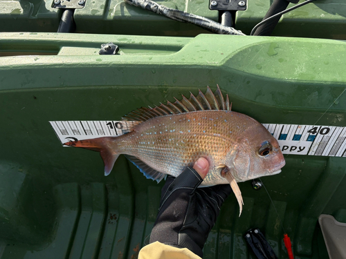 タイの釣果