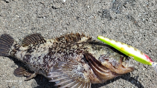 ムラソイの釣果