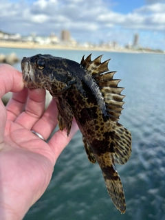 タケノコメバルの釣果