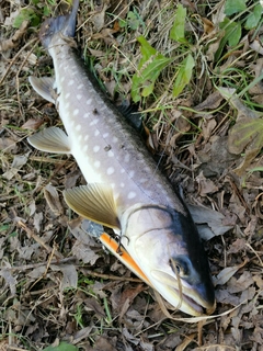 アメマスの釣果