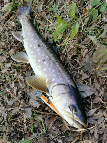 アメマスの釣果