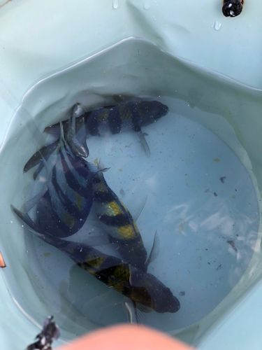 オヤビッチャの釣果