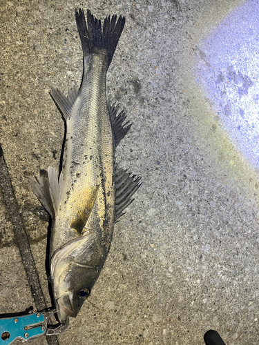 シーバスの釣果