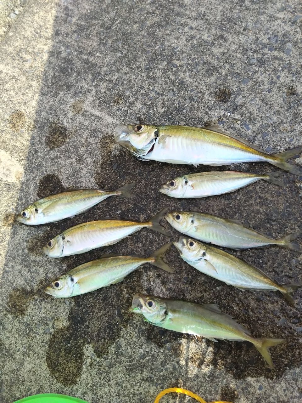 アジ