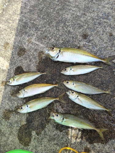 三陸海岸（岩手）