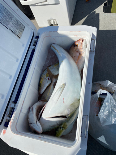 マダイの釣果