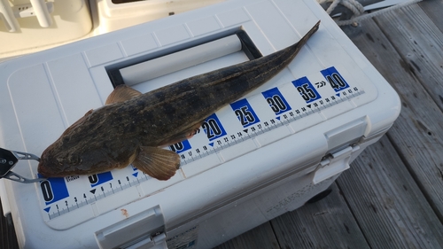 マゴチの釣果