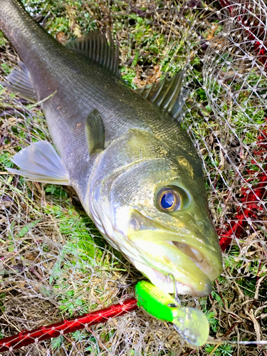 スズキの釣果