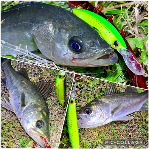 セイゴ（マルスズキ）の釣果