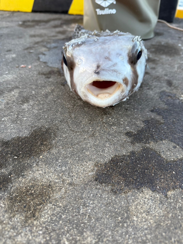 イシガキフグの釣果