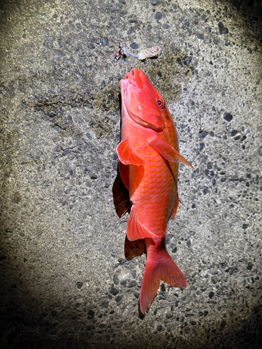 オジサンの釣果