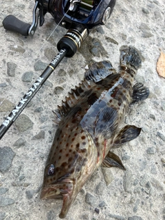 チャイロマルハタの釣果