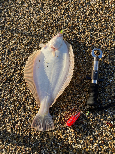 マガレイの釣果