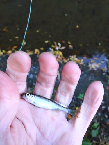 カワムツの釣果