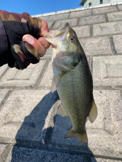 ラージマウスバスの釣果