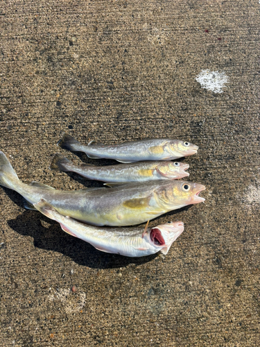 コマイの釣果