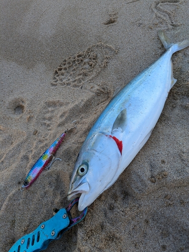 ハマチの釣果