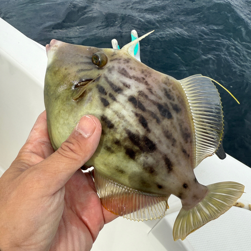 カワハギの釣果