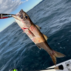 クロムツの釣果