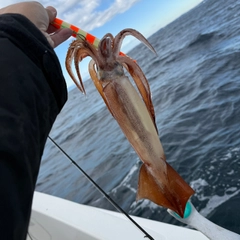 スルメイカの釣果