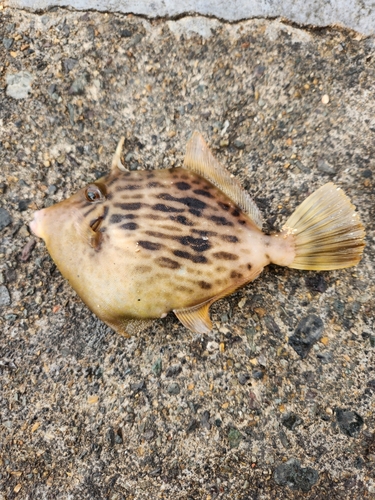 カワハギの釣果