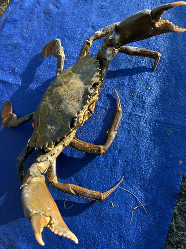 トゲノコギリガザミの釣果