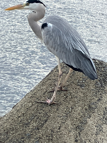 エソの釣果