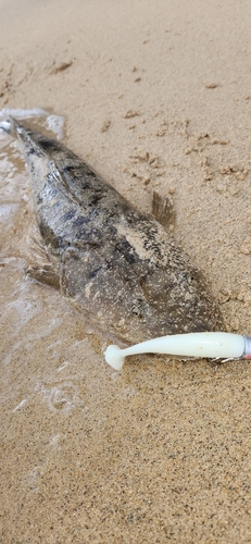 マゴチの釣果