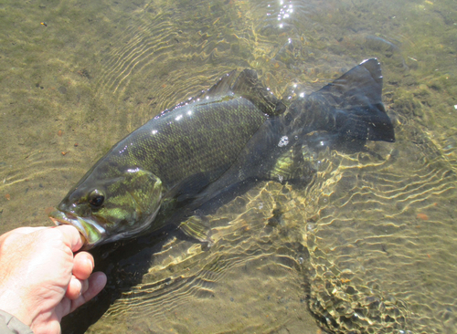 スモールマウスバスの釣果