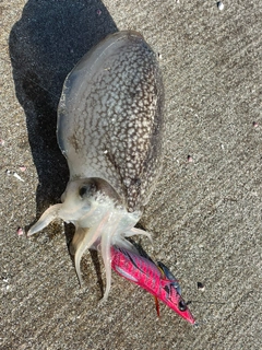 シリヤケイカの釣果