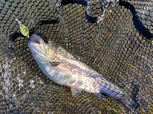 ニジマスの釣果