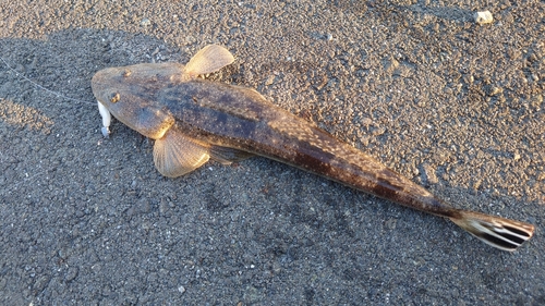 コチの釣果