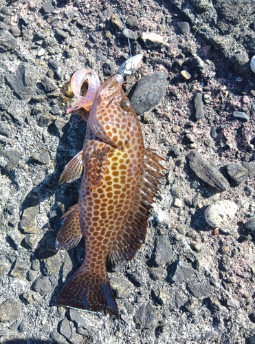 オオモンハタの釣果