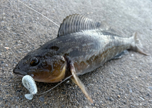 アイナメの釣果