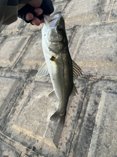 スズキの釣果